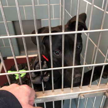 Anti-Cruelty - Animal Shelters Near Me - Chicago, Illinois Anti-Cruelty - Animal Shelters Near Me - Chicago, Illinois