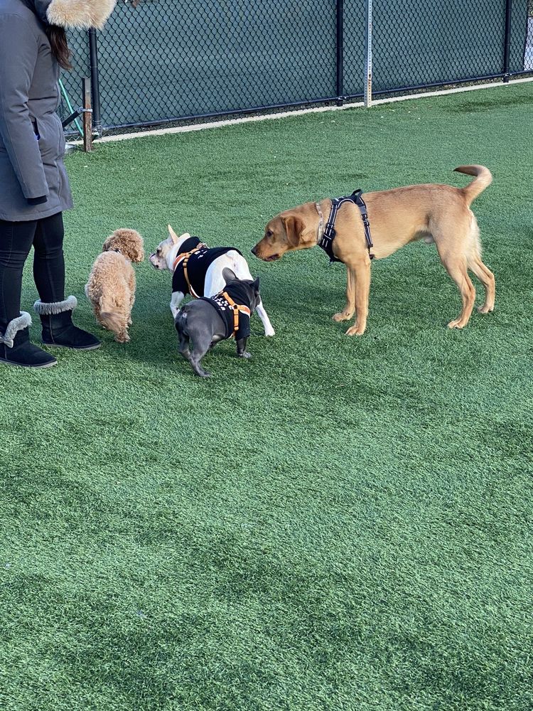 NEWBRIDGE ROAD PARK DOG RUN Updated July 2024 38 Photos & 19