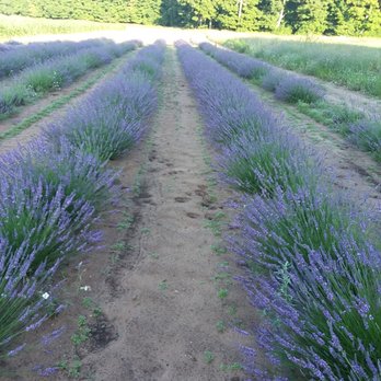 Bohemian Lavender Farm - Farms Near Me - Maple City, Michigan Bohemian Lavender Farm - Farms Near Me - Maple City, Michigan
