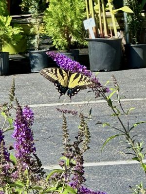 State Farmers Market Restaurant by null