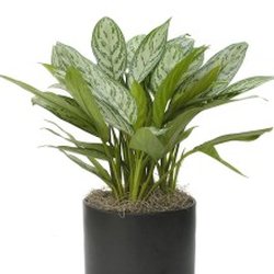Emerald Isle Tropical Plants - Silver Queen