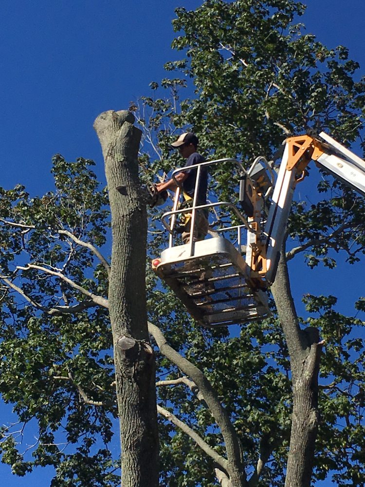 TARZAN TREE SERVICE Updated June 2024 Temple, Texas Tree Services