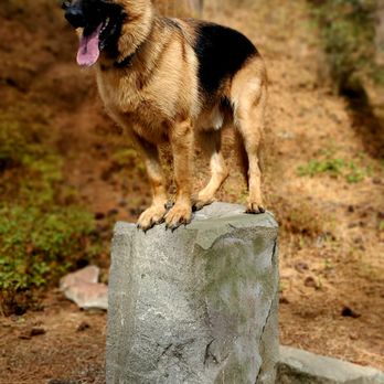 Modified K9 - Pet Training Near Me
