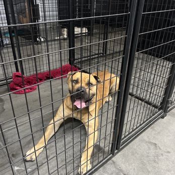 Cloud's Bed & Biscuit - Pet Boarding Near Me - Smithfield, North Carolina