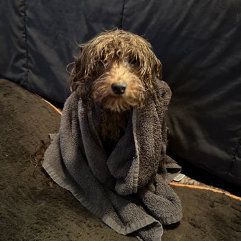 Woof Gang - After - Pet Groomers Near Me - Carmel, Indiana Woof Gang - After - Pet Groomers Near Me - Carmel, Indiana