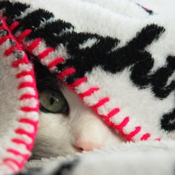 SAGE Veterinary Centers - Dublin - Home from the Hospital and snuglging in my blankey - Veterinarians Near Me - Dublin, California