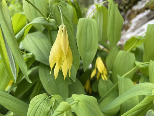 Conservatoire et Jardin botaniques de Genève by null
