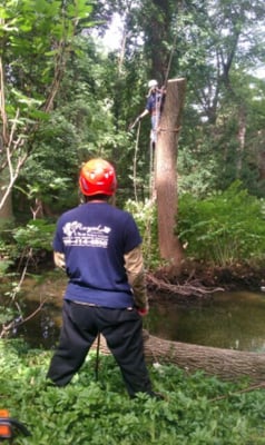 ROYAL TREE SERVICE - Updated July 2026 - 56 Photos & 138 Reviews - 581 ...