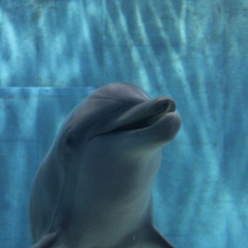 Clearwater Marine Aquarium - Aquariums Near Me - Clearwater, Florida