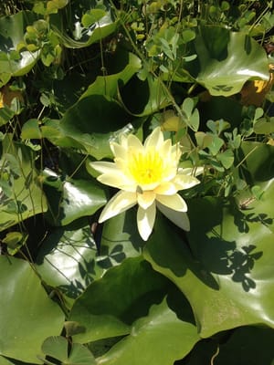 MUCBO | Jardí Botànic de Sóller by null