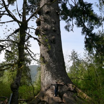 Worlds Largest Spruce Tree - Local Flavor Near Me