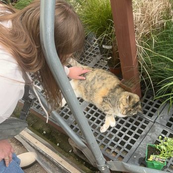 Larry's Nursery - Janice the business cat - Nurseries & Gardening Near Me - Riverside, Missouri