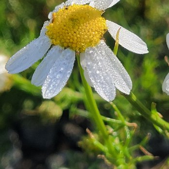 Bird Creek Campground - Morning dew on wikdflower - Campgrounds Near Me - Anchorage, Alaska Bird Creek Campground - Morning dew on wikdflower - Campgrounds Near Me - Anchorage, Alaska