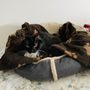 Photo of Knoll Animal Hospital