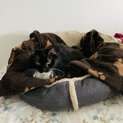 Knoll Animal Hospital - Shortcake