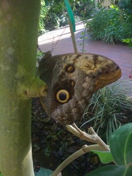 The Key West Butterfly and Nature Conservatory by null