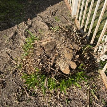 Affordable Tree - Stump - Tree Services Near Me - Tracy, California