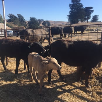 Ramini Mozzarella - The babies in their pen - Cheese Shops Near Me - Tomales, California