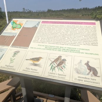 Orono Bog Boardwalk - Parks Near Me - Bangor, Maine