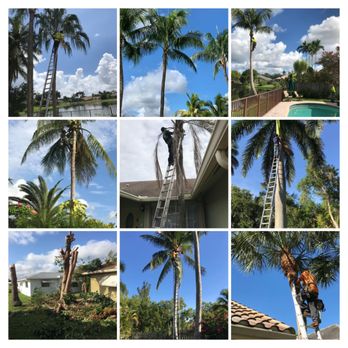 Steven Landscaping - Tree service - Landscaping Near Me - Fort Lauderdale, Florida Steven Landscaping - Tree service - Landscaping Near Me - Fort Lauderdale, Florida
