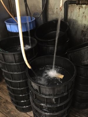 Kyogoku Kaneyo by null