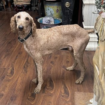 PetSmart - Nov 23 2025, After this visit, our dog was shaved completely bald with every inch of fur removed  the day before Thanksgiving - Pet Stores Near Me - Alhambra, California