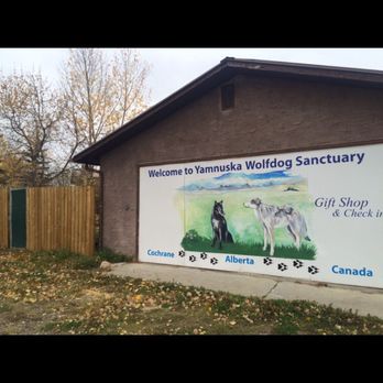 Yamnuska Wolfdog Sanctuary - Tours Near Me - Cochrane, Alberta Yamnuska Wolfdog Sanctuary - Tours Near Me - Cochrane, Alberta