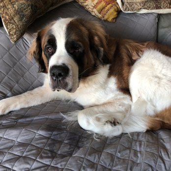 Dogs Listen To Us - Pet Training Near Me