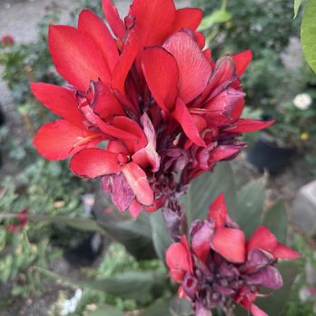The Grove - flowers - Venues & Event Spaces Near Me - Delta, Colorado The Grove - flowers - Venues & Event Spaces Near Me - Delta, Colorado