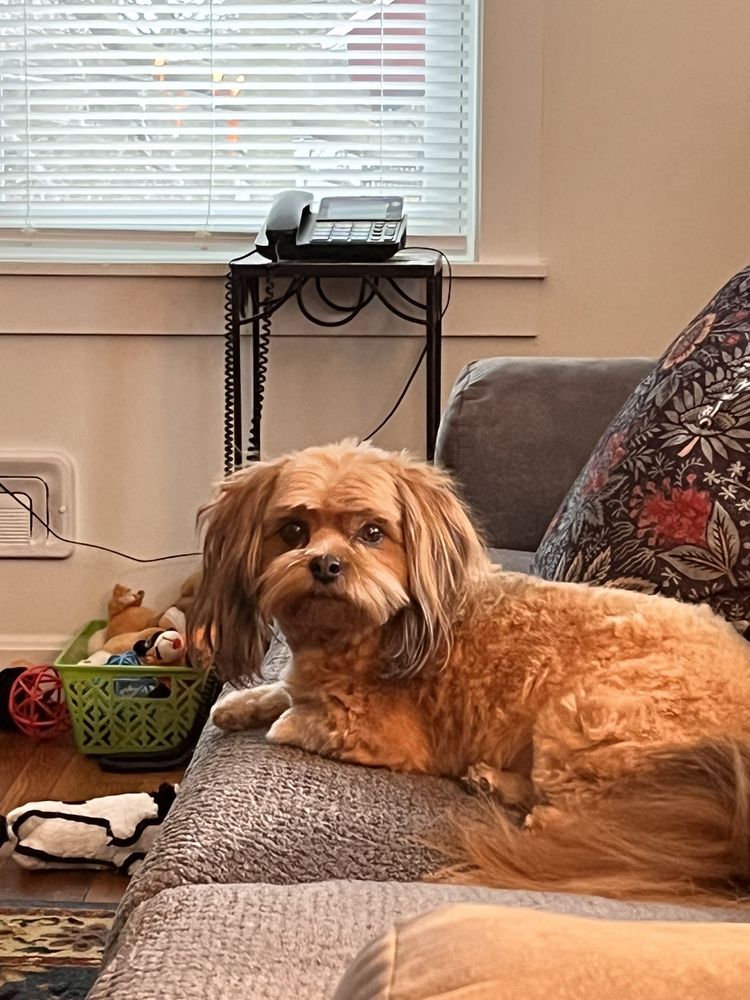 MUTT HUT Updated September 2024 Prospect, Henniker, New Hampshire