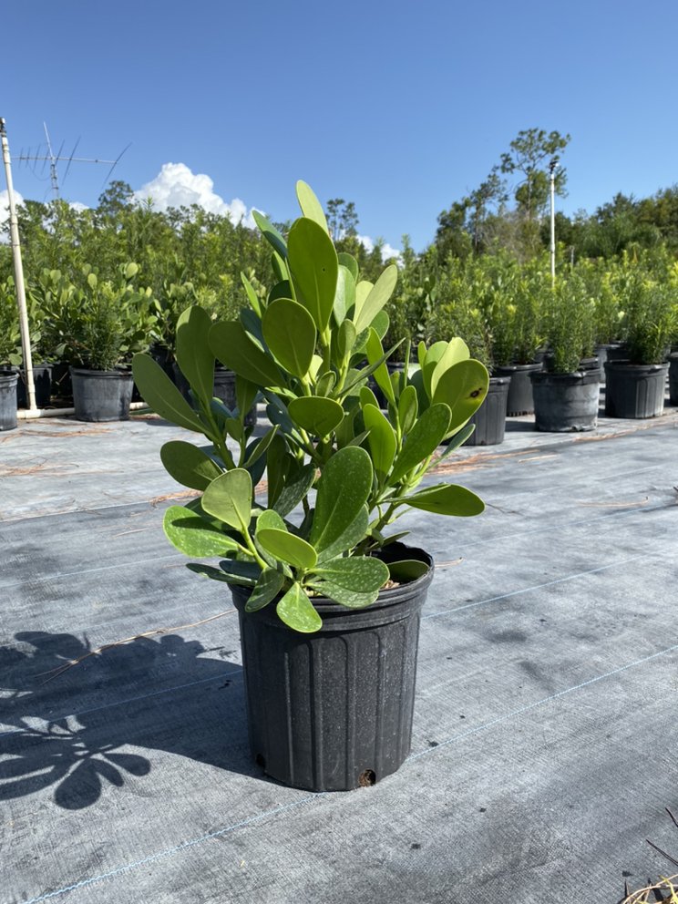 JV NURSERY Updated September 2024 36 Photos 3760 Golden Gate Blvd E, Naples, Florida