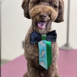 Pacific Paws Pet Salon - Doodle groom.