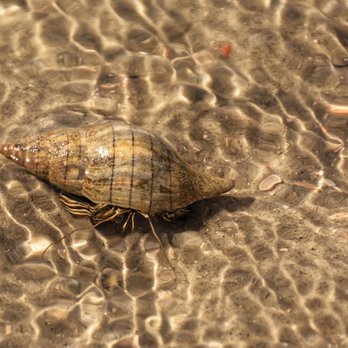 CreekDweller - Hermit Crab Banded Tulip Shell - Boat Tours Near Me CreekDweller - Hermit Crab Banded Tulip Shell - Boat Tours Near Me