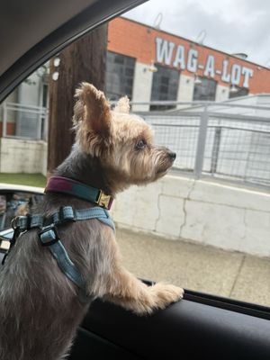 WAG-A-LOT Downtown by null