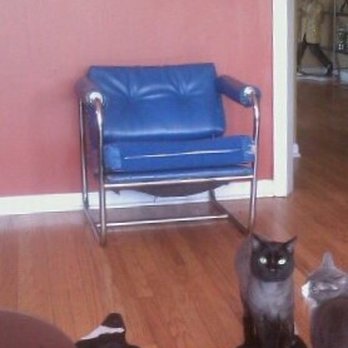 Time Treasures - Chairs before and the culprits that destroyed them - Furniture Reupholstery Near Me - Chicago, Illinois