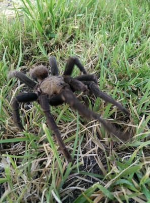 Palo Alto Battlefield National Historical Park by null