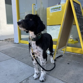 Pups La - Pet Groomers Near Me - Los Angeles, California Pups La - Pet Groomers Near Me - Los Angeles, California