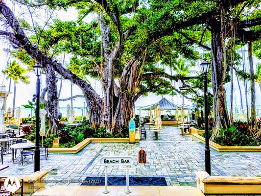 Moana Surfrider, A Westin Resort & Spa, Waikiki Beach by null