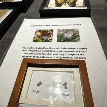 Butterfly Wonderland - Botanical Gardens Near Me - Scottsdale, Arizona