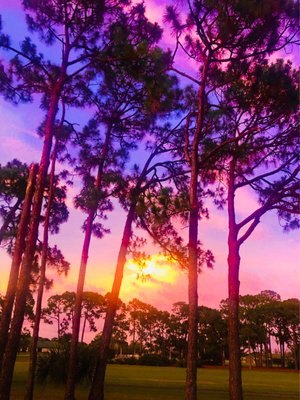 Palmetto-Pine Country Club by null