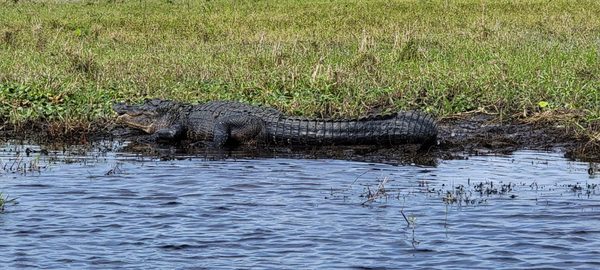 Lone Cabbage Fish Camp by null