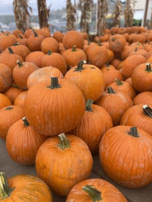 Carpinito Brothers by null