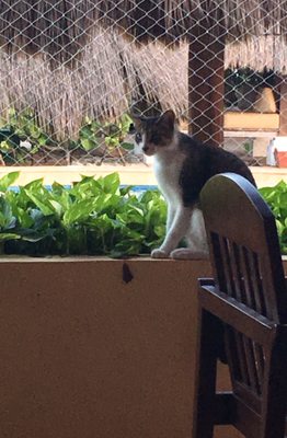 Iberostar Waves Tucan by null