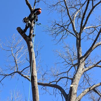 Mario Alonzo Tree Service - No job too difficult for Mario's team. - Tree Services Near Me - Ellijay, Georgia Mario Alonzo Tree Service - No job too difficult for Mario's team. - Tree Services Near Me - Ellijay, Georgia