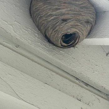 Freedom Force Pest Control - Pest Control Near Me Freedom Force Pest Control - Pest Control Near Me