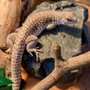 Photo of Ahimsa Animal Rescue