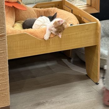 Espurresso Cat Cafe - Cafes Near Me - Bayside, New York