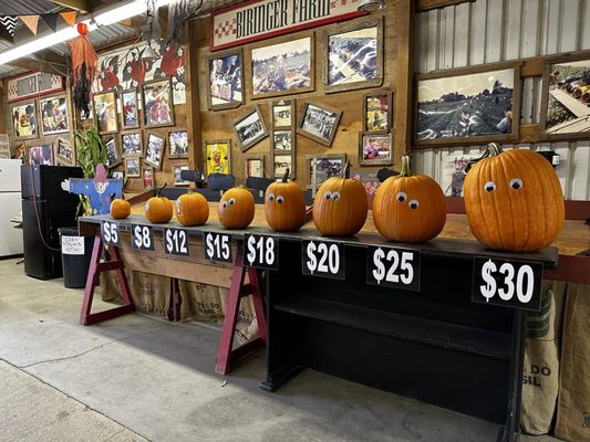 BIRINGER’S BLACK CROW PUMPKINS AND CORN MAZE - Updated August 2024 - 20