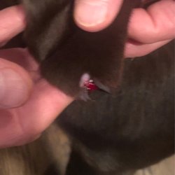 Oakview Pet Resort