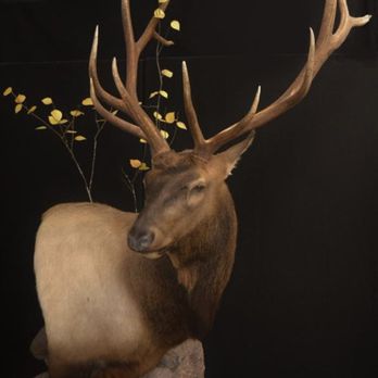 Nature's Way Taxidermy - Custom wall pedestal elk - Taxidermy Near Me - Spanaway, Washington Nature's Way Taxidermy - Custom wall pedestal elk - Taxidermy Near Me - Spanaway, Washington